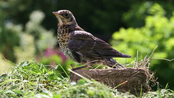 Nestling Thrush Fieldfare in The Natural Environment