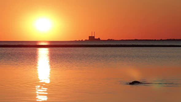Birds searching for food under water in front of power plant, sunset