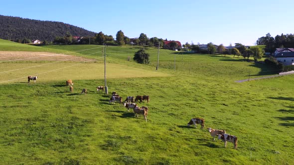 Catlle herd grazing on mountain pasture, aerial footage, rural scene, 4k UHD, high angle, ecological