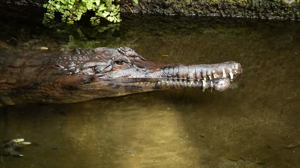 False Gharial or Malayan Gharial