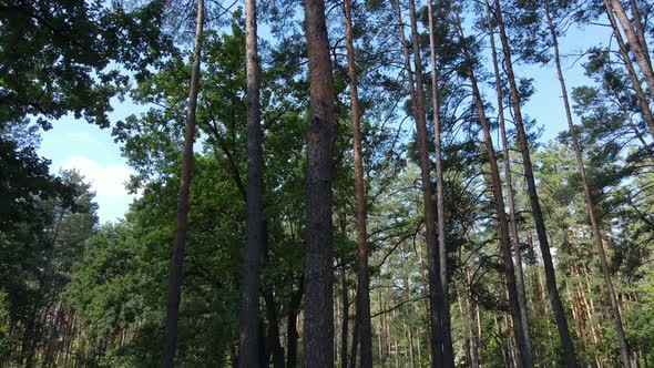 Green Forest with Trees By Day