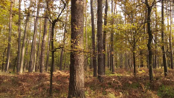 Autumn Forest with Trees By Day