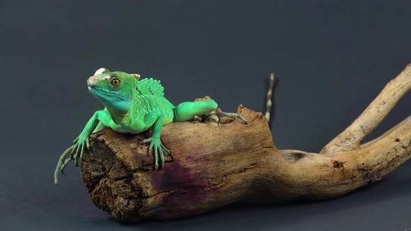 Helmet-bearing Basilisk Sitting on Wooden Snag at Black Background. Close Up