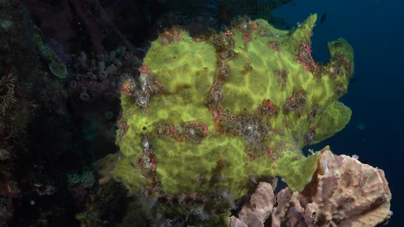 Giant yellow Frogfish (Antennarius commerson) sitting on sponge on tropical coral reef