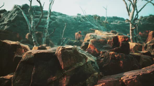 Lava Stone Field with Dead Trees and Plants