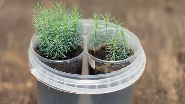small green pine seedlings 393