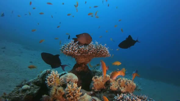 Underwater Fish and Coral Garden