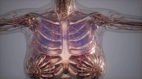 Anatomy Tomography Scan of Human Body alt