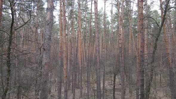 Forest Landscape Aerial View Slow Motion