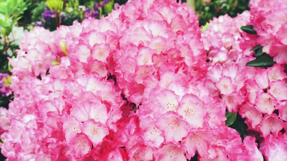 A bush with pink rhododendron flowers on the island of Mainau in Germany.