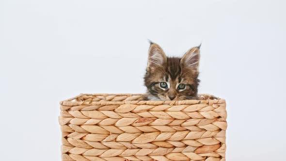 Striped Grey Kitten Playing in a Basket on a White Background