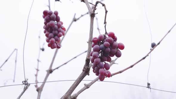 Two Bunch of Red Grapes Hang in the Vineyard in Late Autumn