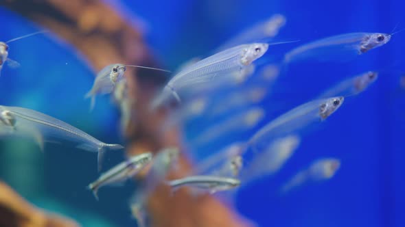 glass catfish aquarium fish, close-up on the ocean. ecology and fauna of the oceans