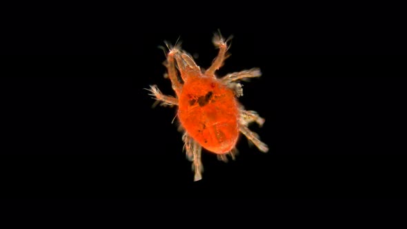 Acari, a Saprophage Red Mite, Under a Microscope, Possibly From the Mesostigmata Order