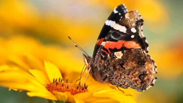 Red admiral butterfly feeding with flower nectar