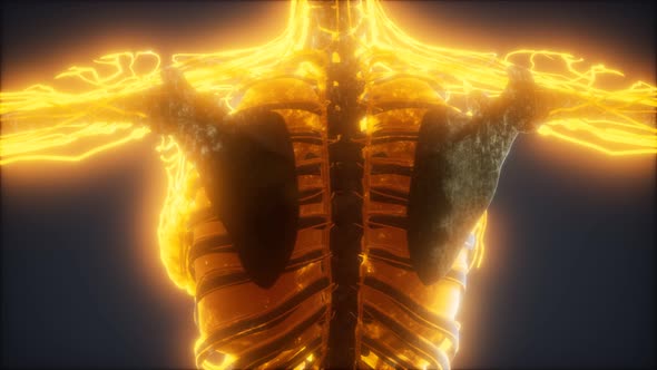 Colorful Human Body Animation Showing Bones and Organs