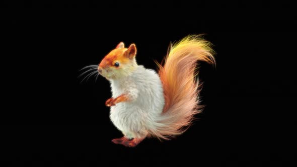 73 White Squirrel Dancing HD