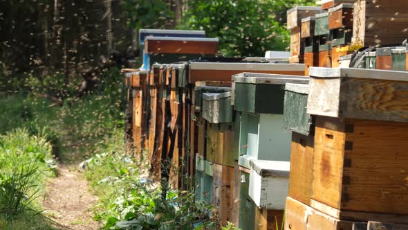 Wooden beehive and bees. Close up of flying bees.