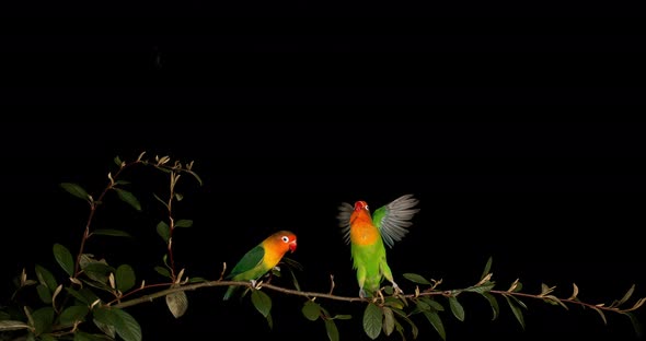 Fischer's Lovebird, agapornis fischeri, Pair standing on Branch, taking off, in flight