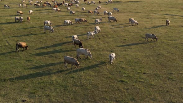 Cow Herd