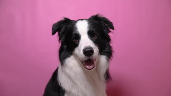 Funny Portrait of Cute Puppy Dog Border Collie Barking Isolated on Pink Colorful Background