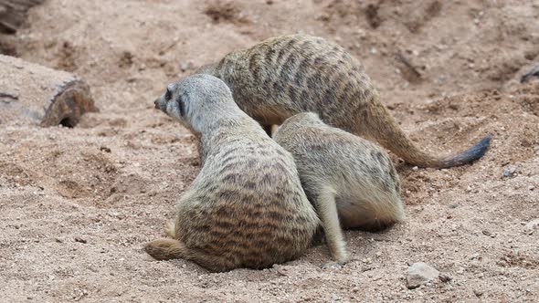 Suricate or meerkat (Suricata suricatta) family