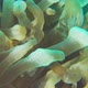 Clown Anemonefish on Coral Reef - VideoHive Item for Sale