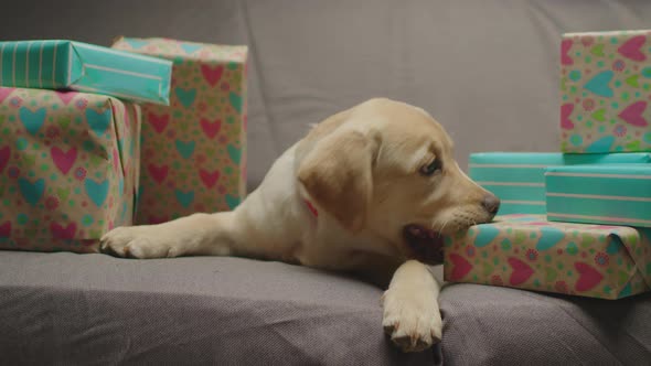 Adorable Labrador Retriever Puppy with Lots of Present Boxes Laying on Couch