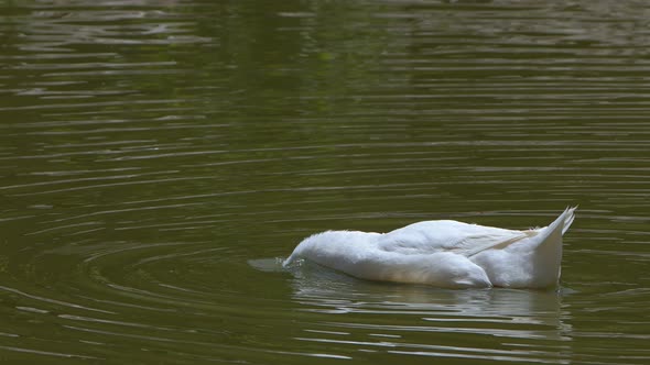 Duck In A Green Lake 4