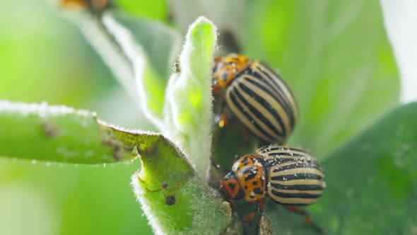 Two Colorado Striped Beetles  Leptinotarsa Decemlineata