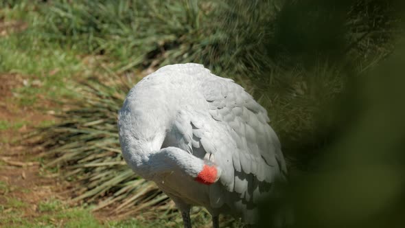 Large Colorful Brolga Bird Preening On A Sunny Day