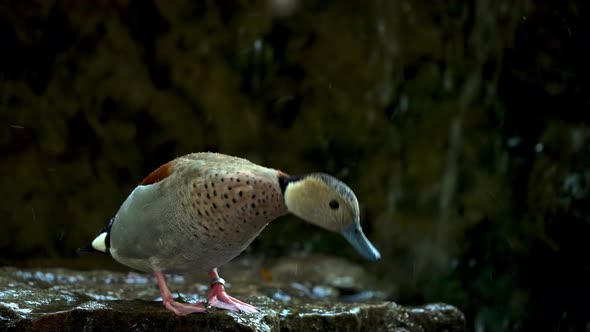 A male ringed teal, callonetta leucophrys dipping its beak into water and extend its neck upward to