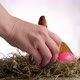 female hand lays a painted Easter eggs in straw nest - VideoHive Item for Sale