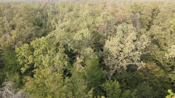 Aerial View of a Green Forest on a Summer Day