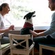 Beautiful Couple Relaxing at Home and Loving Their Dog - VideoHive Item for Sale