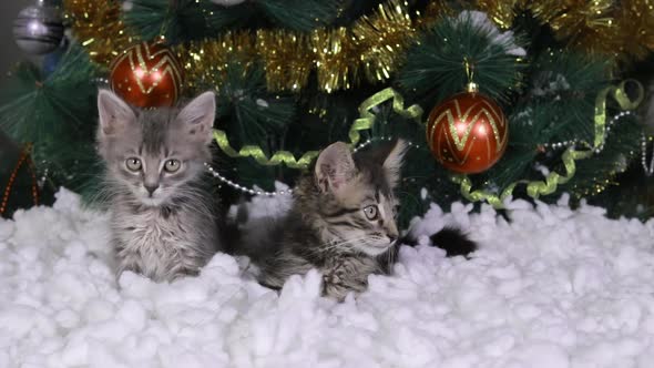 Two Small Kittens Sit Under a Christmas Tree in the Snow and Turn Their Heads