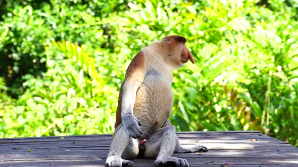 Wild Proboscis monkey or Nasalis larvatus, in rainforest of Borneo, Malaysia