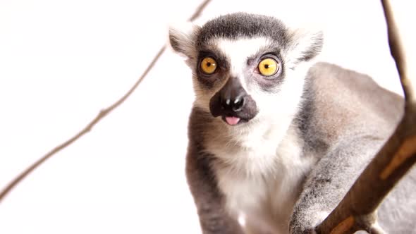 Close up of a timid lemur on branch and white screen