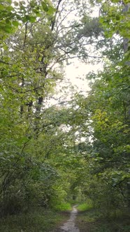 Vertical Video Forest with Trees in the Fall