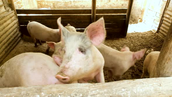 Pigsty full of young domestic pigs, curiously looking at camera