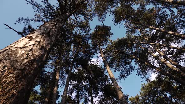 Big Pine Forest