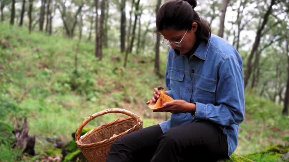 Woman attentively looking at Lactarius mushroom in woods