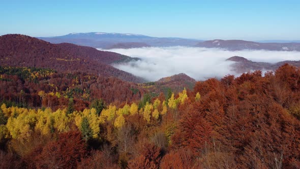 Aerial drone of autumn day with beautiful vibrant colorful leaves in the trees. Relaxing feeling.