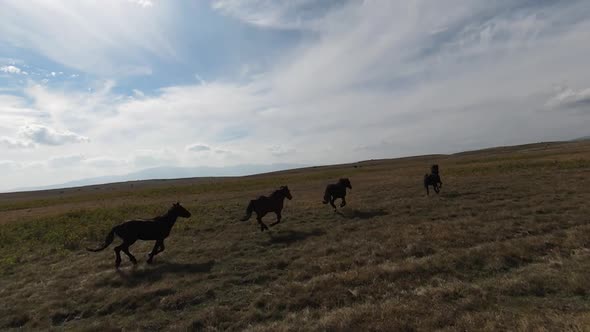 Aerial FPV Drone Flying with a Large Herd of Wild Horses Galloping Fast Across Steppe