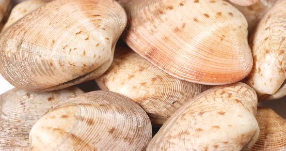 Fresh raw clam 