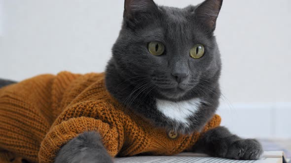 Closeup of a Beautiful Gray Cat with Big Yellow Eyes in a Brown Cardigan Lies on a Mat and Reads a