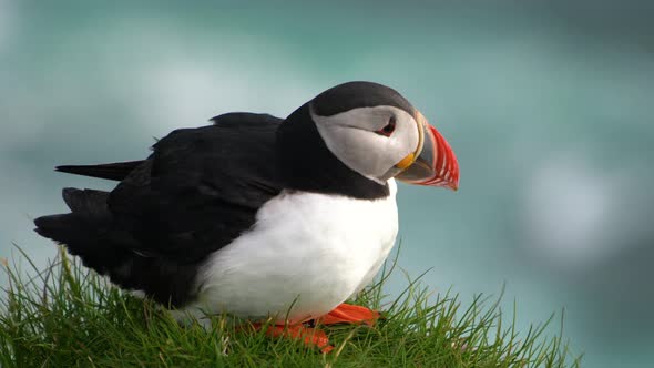 Wild Atlantic Puffin Seabird in the Auk Family in Iceland