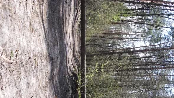 Vertical Video of a Road in the Forest Slow Motion