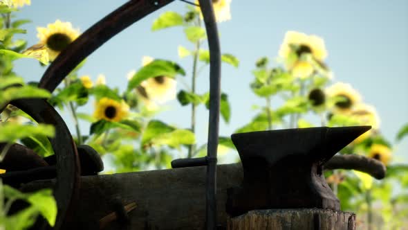 Old Vintage Style Scythe and Sunflower Field