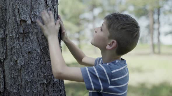 Boy touching tree bark